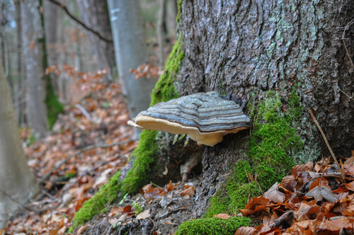 Red-banded Polypore