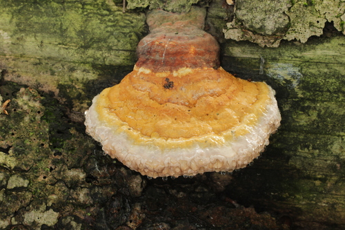 Red-banded Polypore