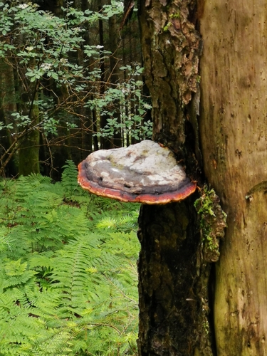 Red-banded Polypore
