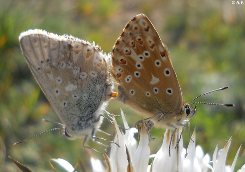 Chalkhill Blue