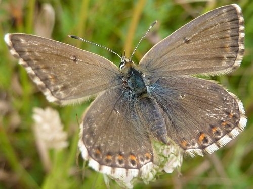Chalkhill Blue