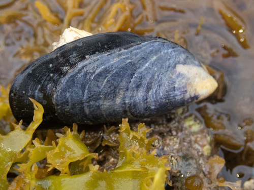 Blue Mussel Complex