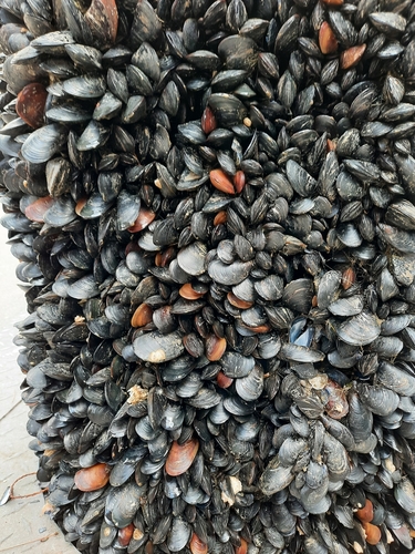 Blue Mussel Complex