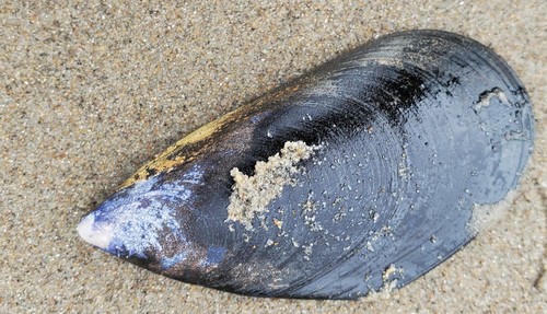 Blue Mussel Complex