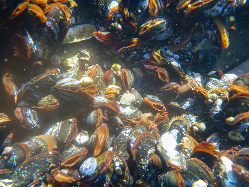 Blue Mussel Complex
