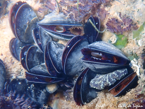 Blue Mussel Complex