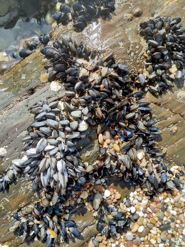 Blue Mussel Complex
