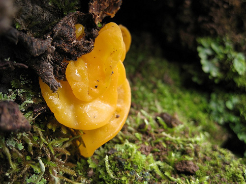 golden ear