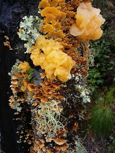 golden ear