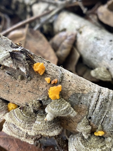 golden ear