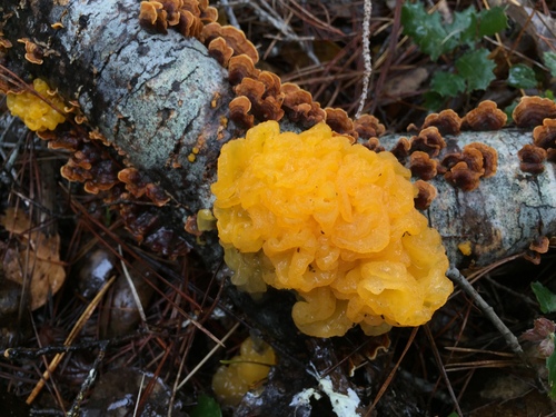 golden ear