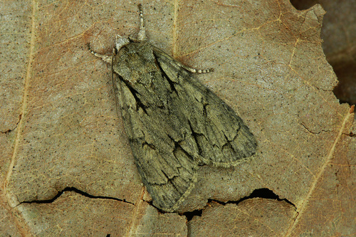 Acronicta psi