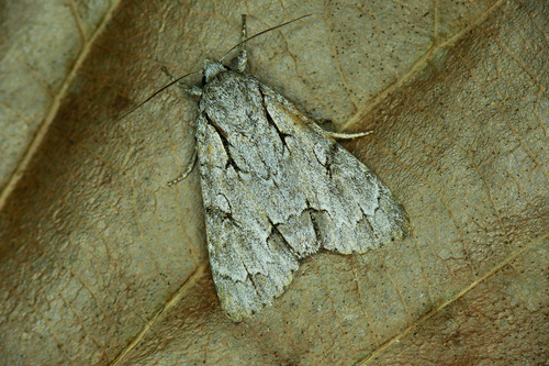 Acronicta psi