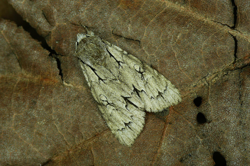 Acronicta psi
