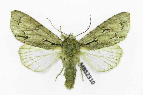 Acronicta psi
