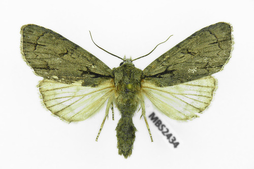 Acronicta psi