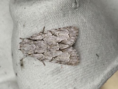 Acronicta psi