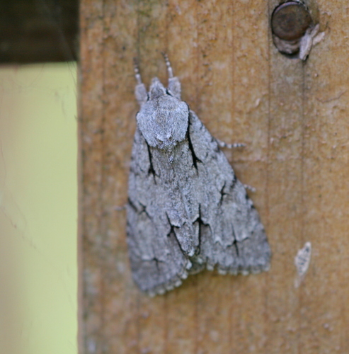 Acronicta psi