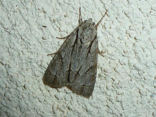 Acronicta psi
