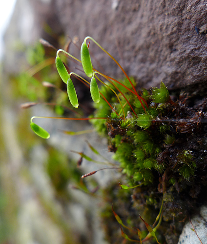 Capillary Thread-moss