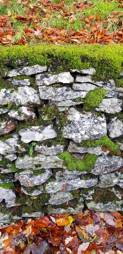 Capillary Thread-moss