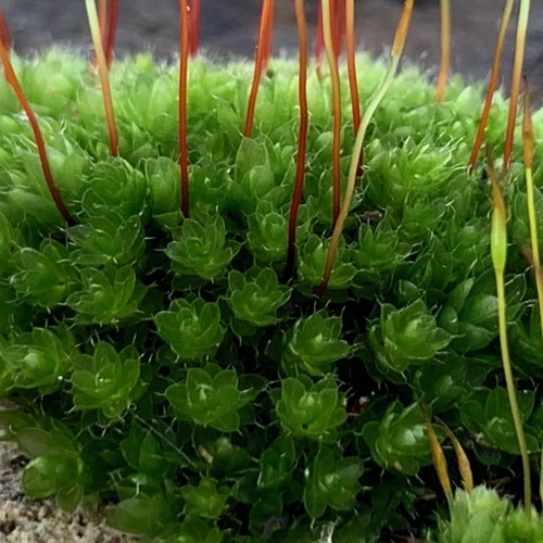 Capillary Thread-moss
