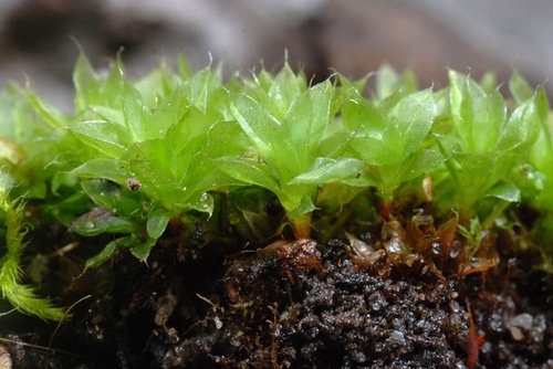 Capillary Thread-moss