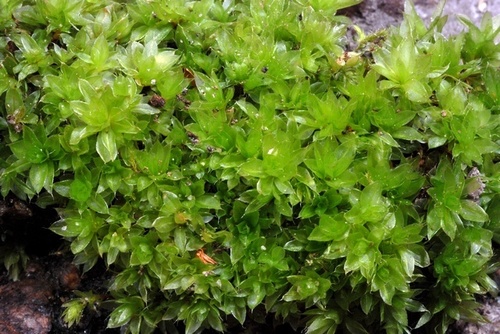 Capillary Thread-moss
