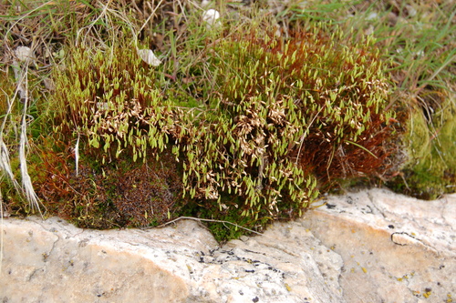 Capillary Thread-moss