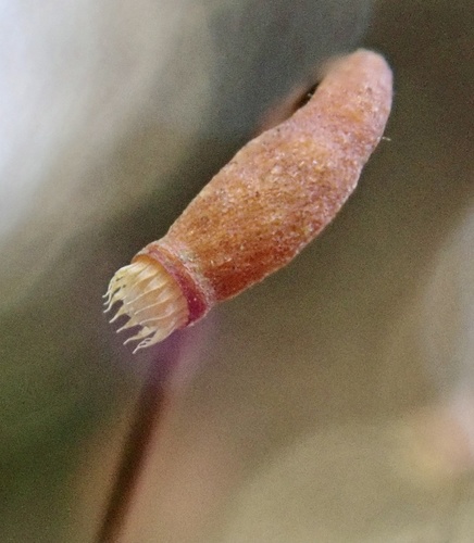 Capillary Thread-moss