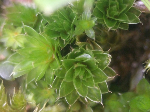 Capillary Thread-moss