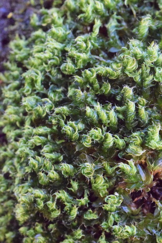 Capillary Thread-moss