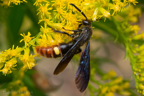 Blue-winged Scoliid Wasp