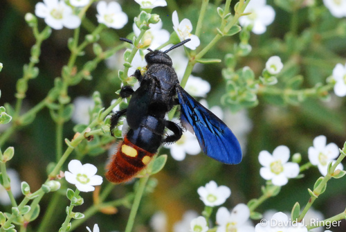 Blue-winged Scoliid Wasp