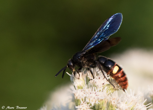 Blue-winged Scoliid Wasp