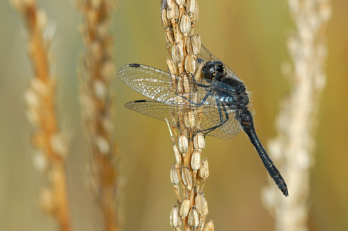 Black Meadowhawk