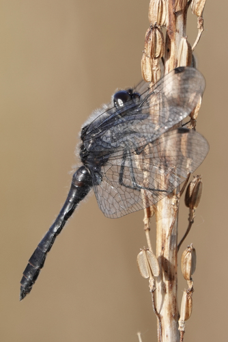 Black Meadowhawk