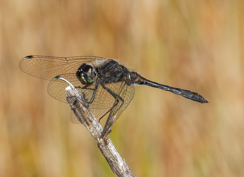 Black Meadowhawk