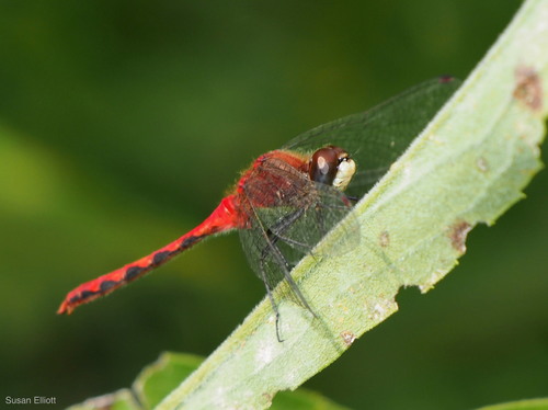 White-faced Meadowhawk