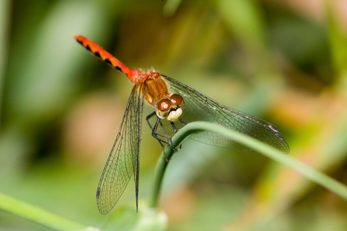 White-faced Meadowhawk