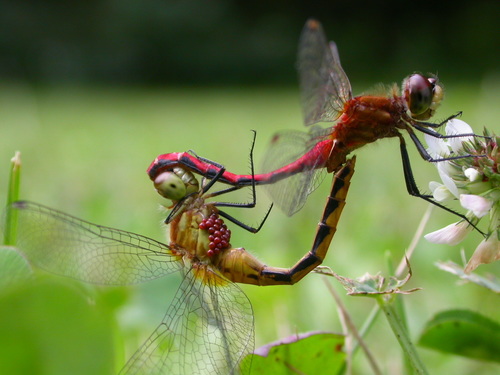 White-faced Meadowhawk