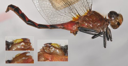 White-faced Meadowhawk