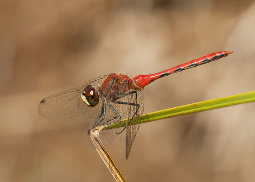 White-faced Meadowhawk