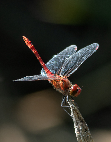 Ruddy Darter