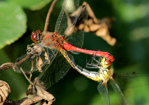 Ruddy Darter