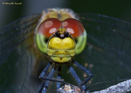 Ruddy Darter