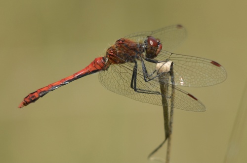 Ruddy Darter