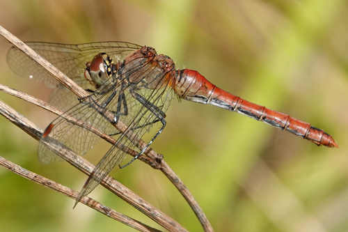 Ruddy Darter