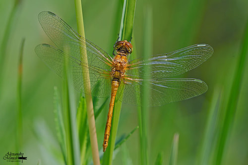 Ruddy Darter
