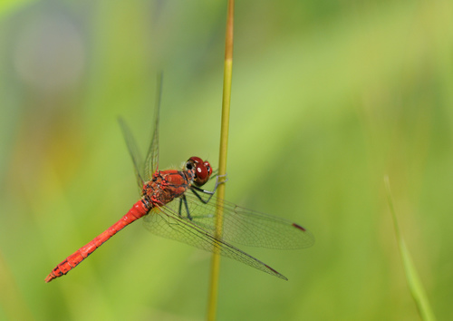 Ruddy Darter